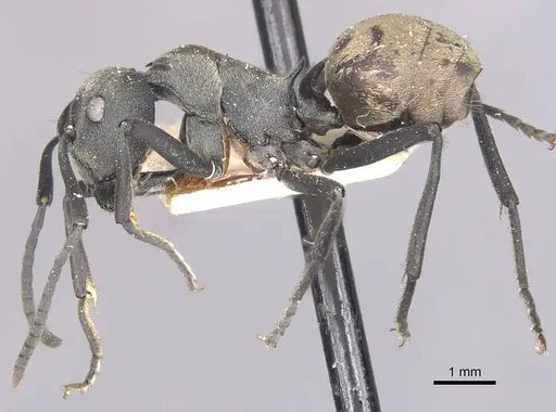Polyrhachis dives - CASENT0910885