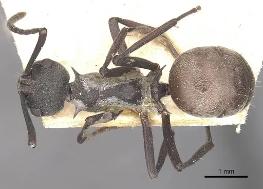 Polyrhachis dives - CASENT0910886