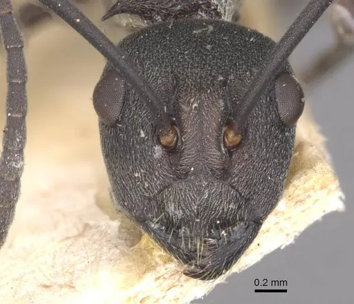 Polyrhachis dives - CASENT0910886