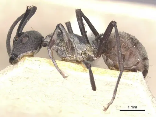 Polyrhachis dives - CASENT0910886