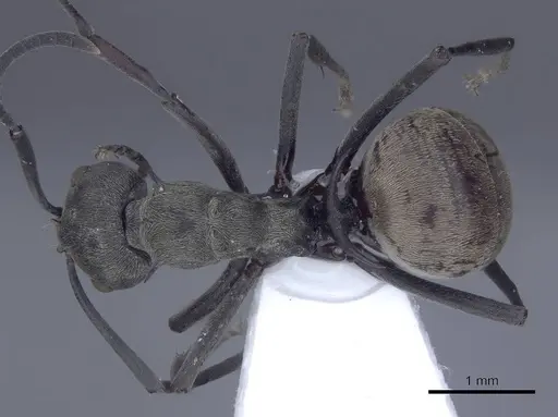 Polyrhachis dives - CASENT0916779