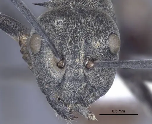 Polyrhachis dives - CASENT0916779