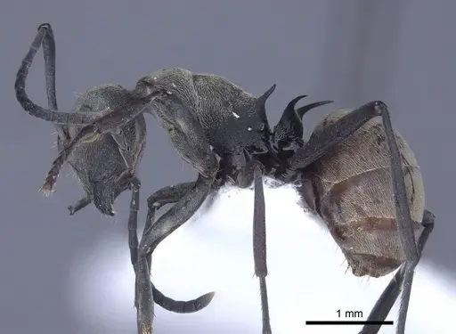 Polyrhachis dives - CASENT0916779