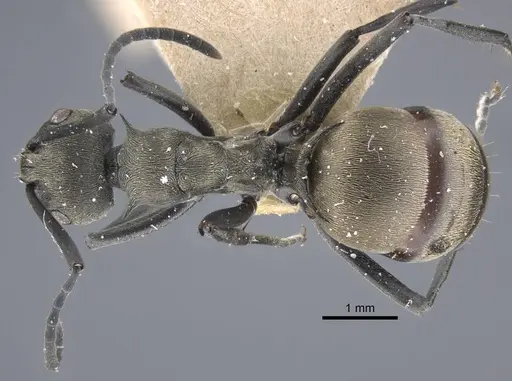 Polyrhachis dives - CASENT0917194