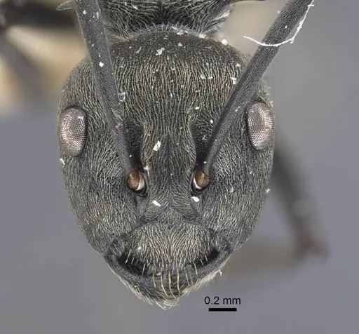 Polyrhachis dives - CASENT0917194