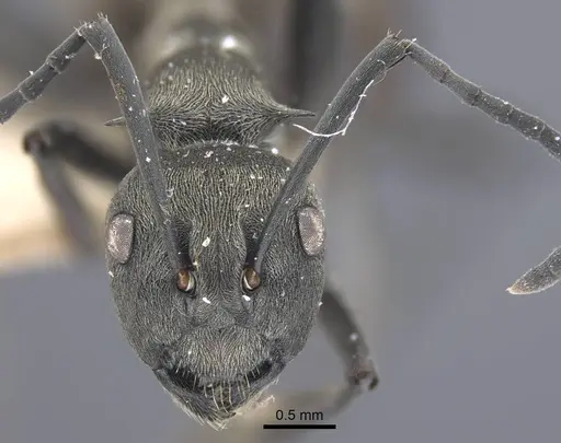 Polyrhachis dives - CASENT0917194