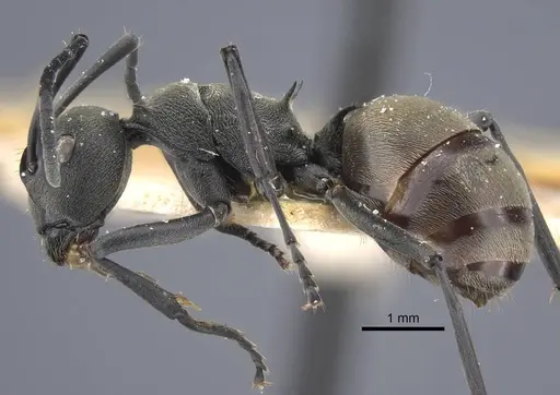 Polyrhachis dives - CASENT0917194