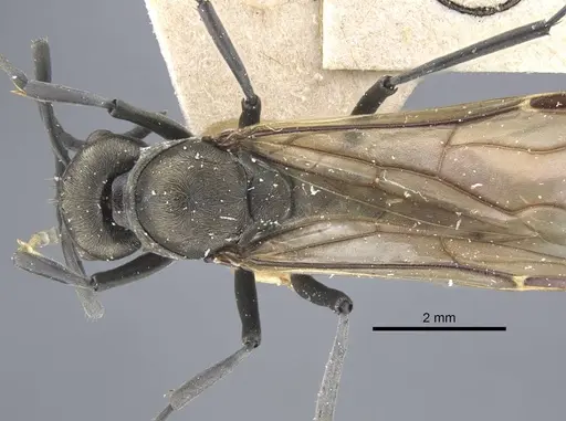 Polyrhachis dives - CASENT0917195