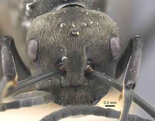 Polyrhachis dives - CASENT0917195