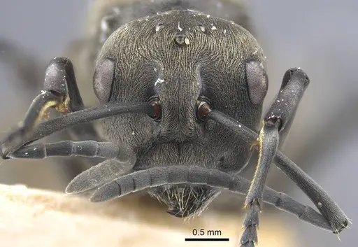 Polyrhachis dives - CASENT0917195