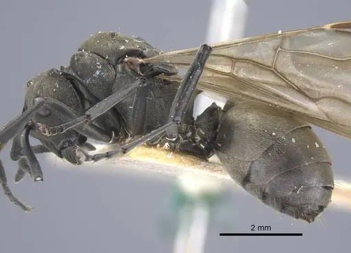 Polyrhachis dives - CASENT0917195
