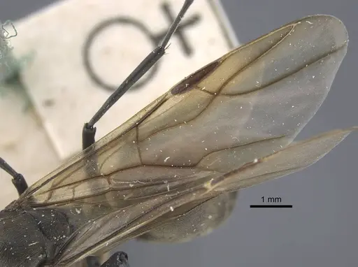 Polyrhachis dives - CASENT0917195