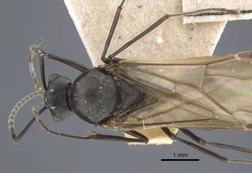 Polyrhachis dives - CASENT0917196