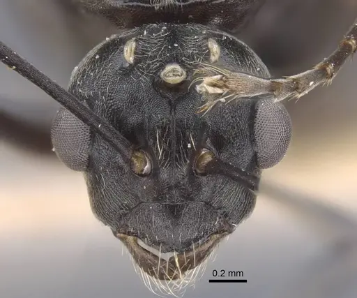 Polyrhachis dives - CASENT0917196