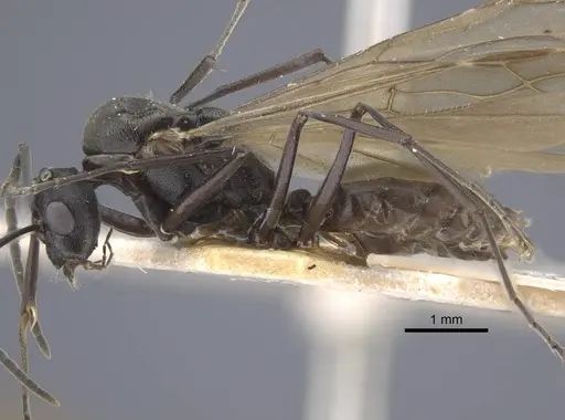 Polyrhachis dives - CASENT0917196