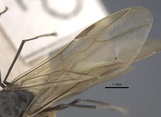 Polyrhachis dives - CASENT0917196