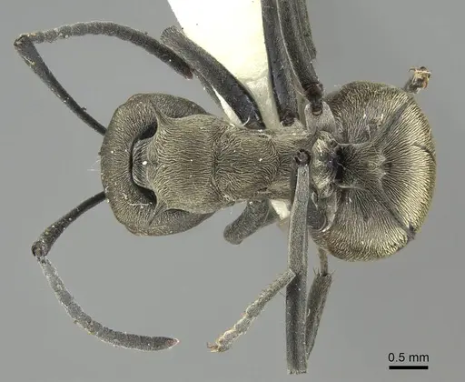 Polyrhachis dives - CASENT0919888