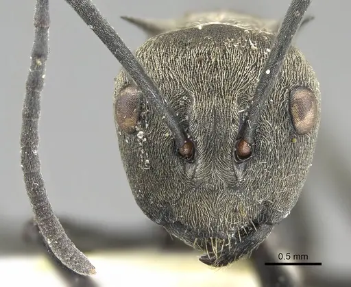 Polyrhachis dives - CASENT0919888