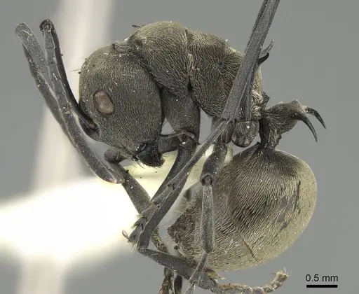 Polyrhachis dives - CASENT0919888