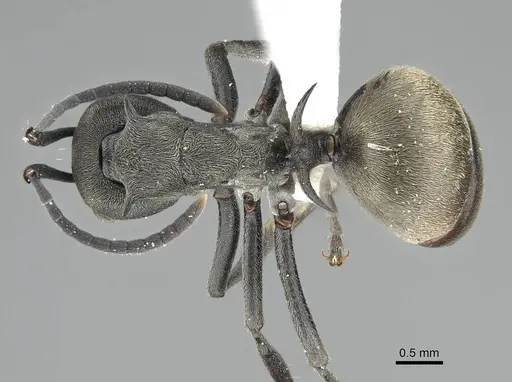 Polyrhachis dives - CASENT0919918