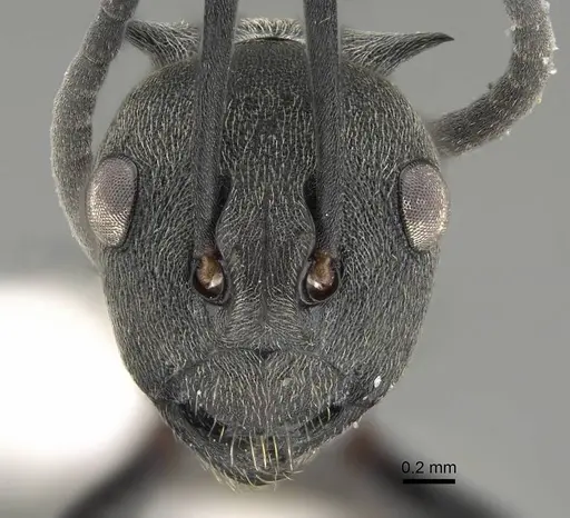 Polyrhachis dives - CASENT0919918