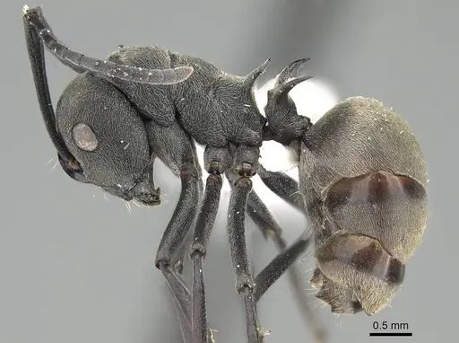 Polyrhachis dives - CASENT0919918