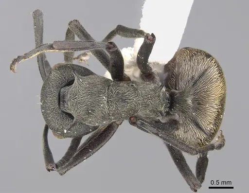 Polyrhachis dives - CASENT0923491