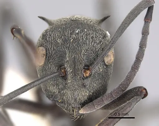 Polyrhachis dives - CASENT0923491