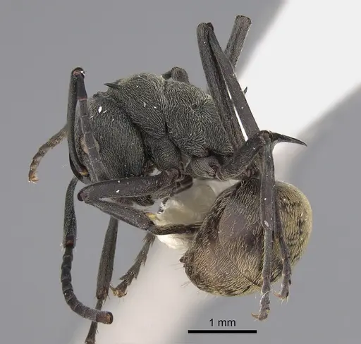 Polyrhachis dives - CASENT0923491