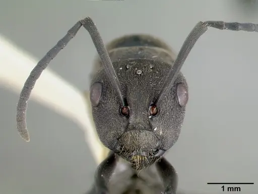 Polyrhachis dives - CASTYPE06933
