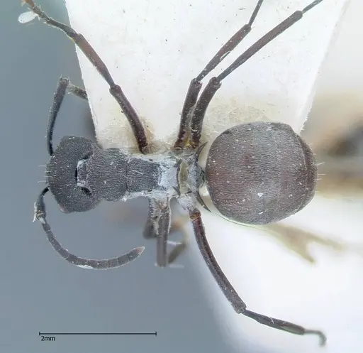 Polyrhachis dives - FOCOL0052-1