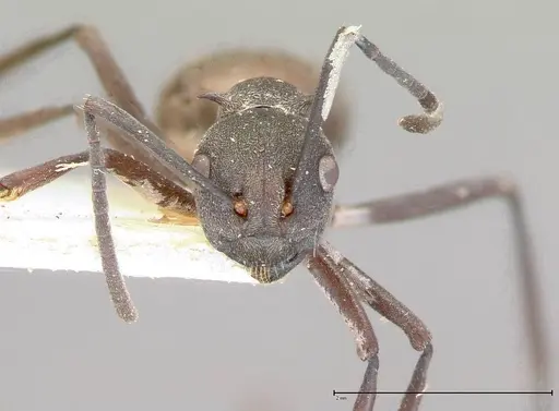 Polyrhachis dives - FOCOL0052-1