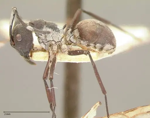 Polyrhachis dives - FOCOL0052-1