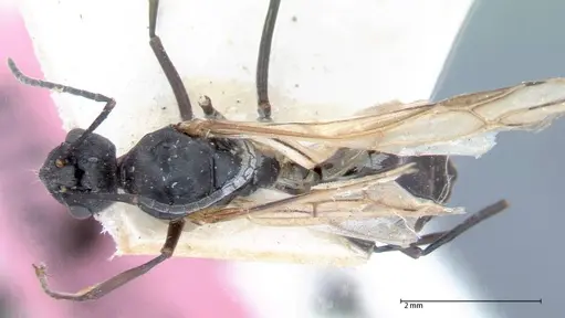 Polyrhachis dives - FOCOL0052-2