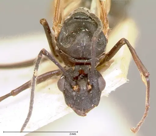 Polyrhachis dives - FOCOL0052-2