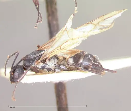 Polyrhachis dives - FOCOL0052-2