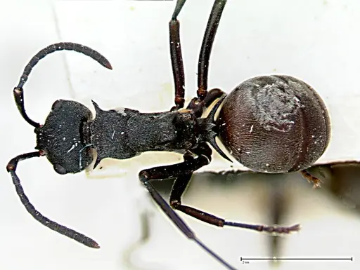 Polyrhachis dives - FOCOL0095-1