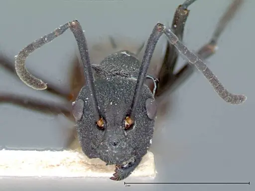 Polyrhachis dives - FOCOL0095-1