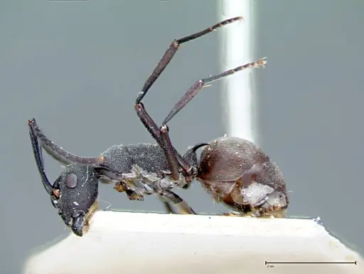 Polyrhachis dives - FOCOL0095-1