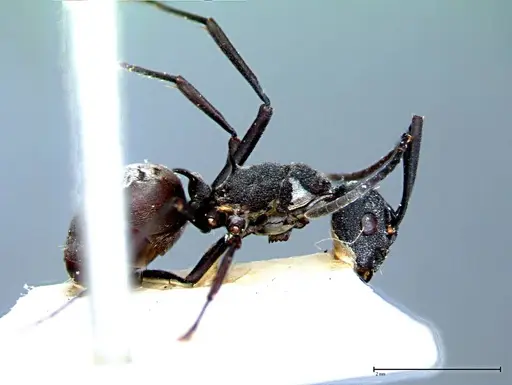 Polyrhachis dives - FOCOL0095-1