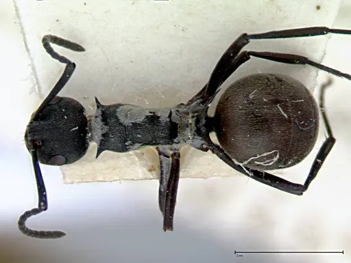 Polyrhachis dives - FOCOL0095-2