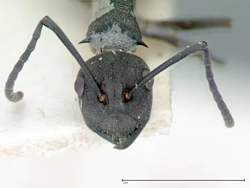 Polyrhachis dives - FOCOL0095-2