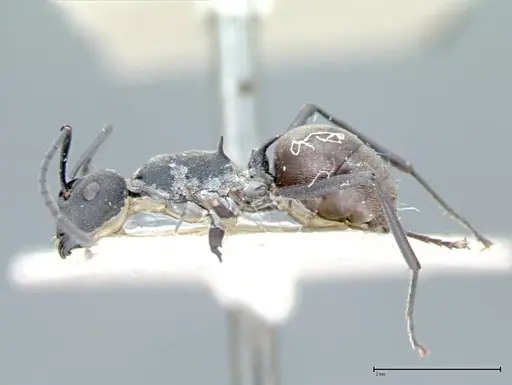 Polyrhachis dives - FOCOL0095-2