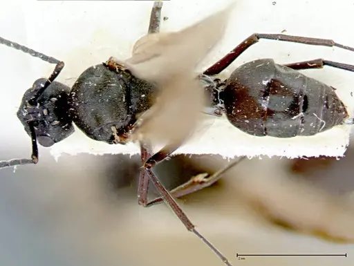 Polyrhachis dives - FOCOL0096-1