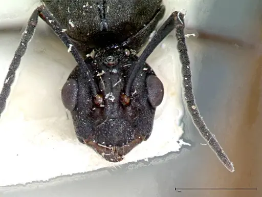 Polyrhachis dives - FOCOL0096-1