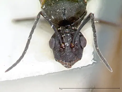 Polyrhachis dives - FOCOL0096-1