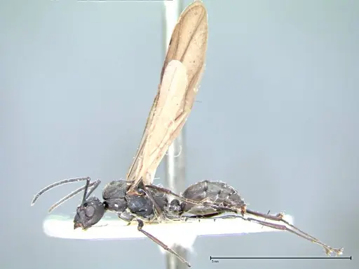 Polyrhachis dives - FOCOL0096-1