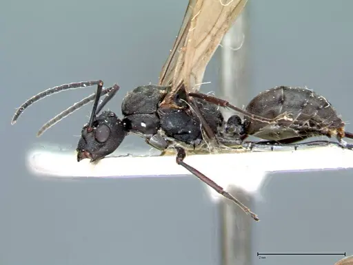 Polyrhachis dives - FOCOL0096-1