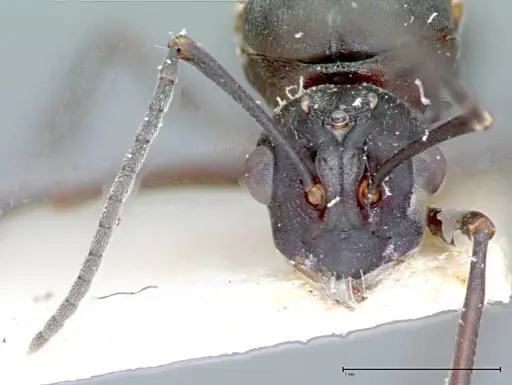 Polyrhachis dives - FOCOL0096-2