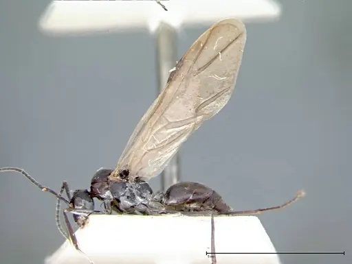 Polyrhachis dives - FOCOL0096-2